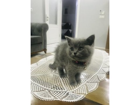 Ev kedisi british shorthair