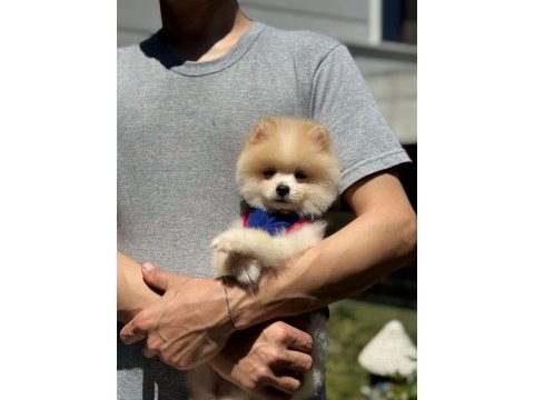Yavru pomeranian boolarımız