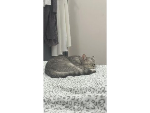 Acil ücretsiz sahiplendirilecek british shorthair