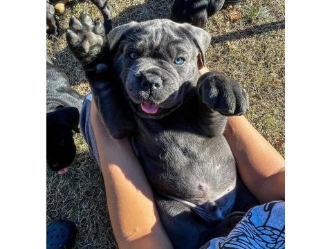 Ev ortamından show kalite cane corso yavrular