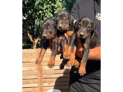 Doberman dişi erkek bebekler 