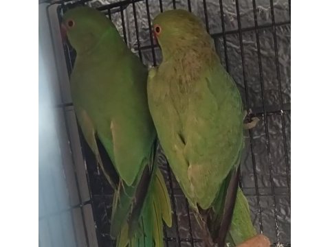 Pakistan papağanları istanbul yenibosna bahçelievler