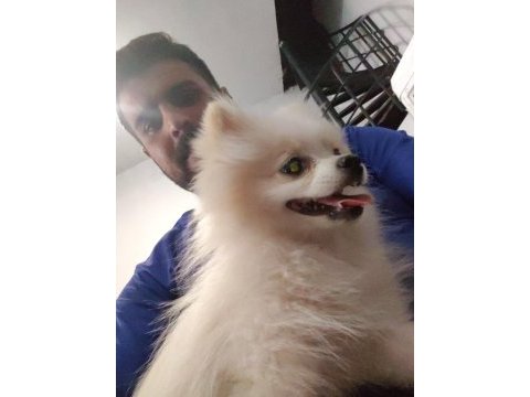 Çok temiz bakımlı ve uysal pomeranian