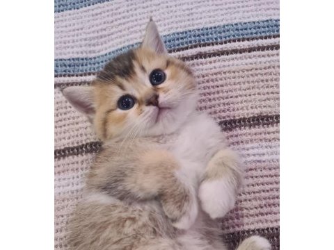 British shorthair kedilerim
