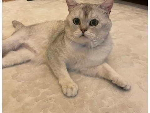 Acil erkek scottish fold sahiplendirme