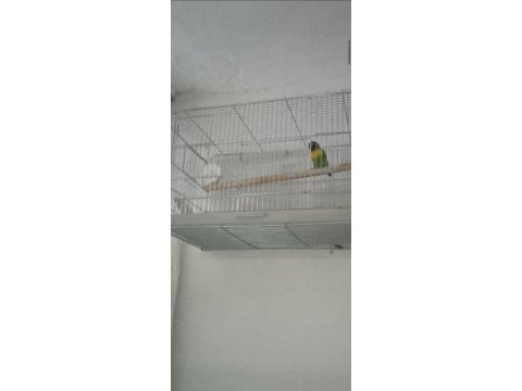 Cennet papağanı orjinal maskeli