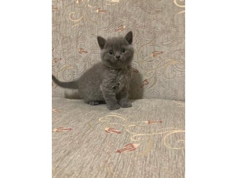 British shorthair kedimiz