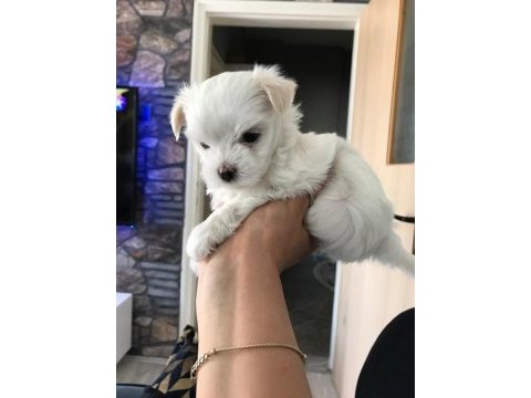 Orjinal kore maltese terrier
