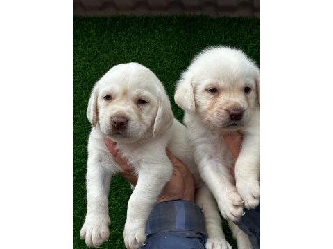 Şampanya labrador jelibonlar