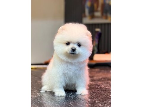 Karbeyaz dişi pomeranian boo