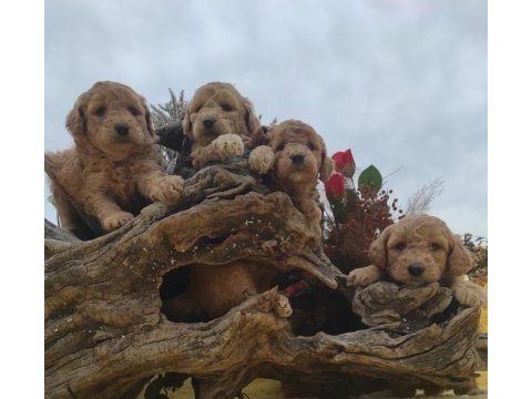 Toy poodle yavrular sanslipatiler