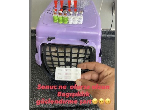 Pomeranian bebekler hazır