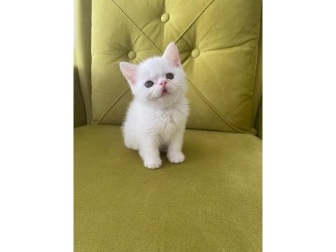 British shorthair kedimiz