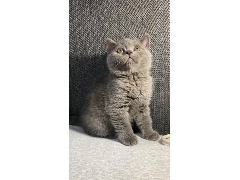 British shorthair blue erkek