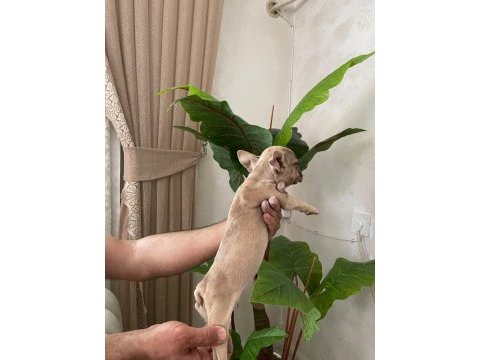 Meraklısına french bulldog