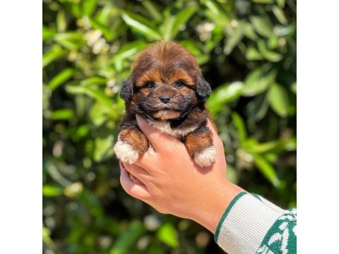 Erkek teacup maltipoo yavrumuz