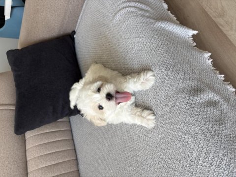 2 aylık erkek yavru safkan maltese terrier