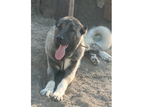 O bir daha bebek kangal