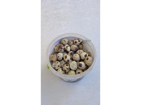 Kuluçkalık bıldırcın yumurtası