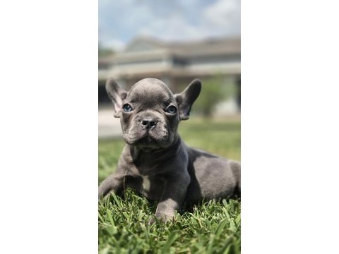 Eğitimli french bulldog yavruları istanbul 