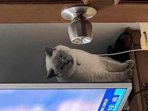3 yaşında blue point british shorthair