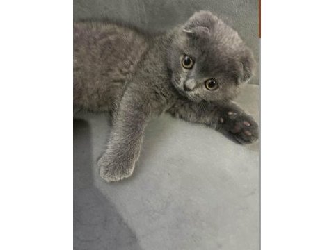 3 aylık erkek scottish fold
