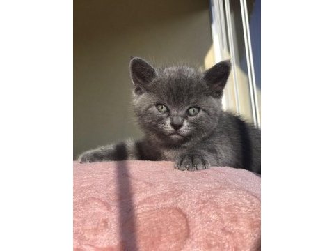 50 günlük british shorthair