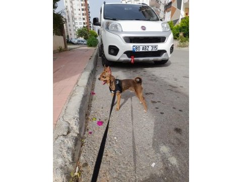 Elma kafa 0 numara orjinal şivava