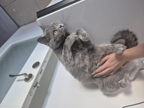 British shorthair 7 aylık dişi