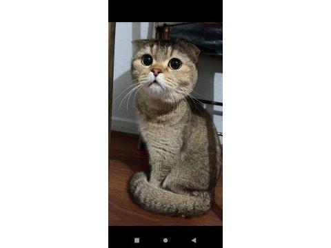 Aşıları tam scottish fold