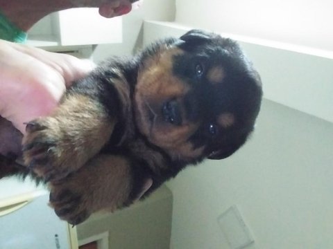 Yavru rottweiler