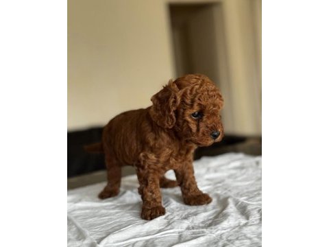 Ev ortamında doğup büyütülmüş toy poodle