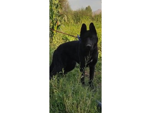 Kaliteli safkan alman kurdu yavrular anlatmaya gerek yok
