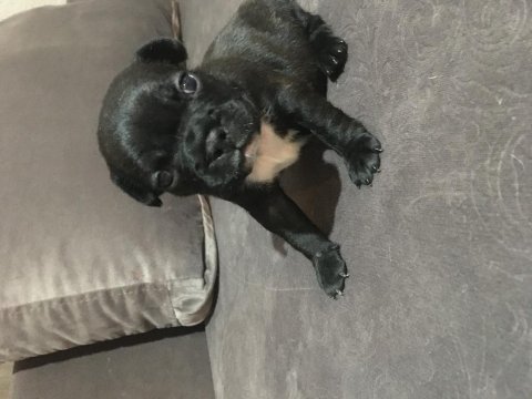 Müthiş sevimli a kalite french bulldog bebeklerimiz