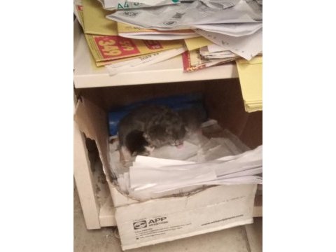 Masum anneye ve bebek kedilerine geçici ve ya kalıcı yuva