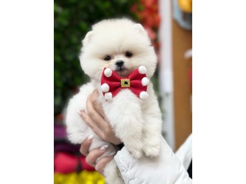 Pomeranian boo mini ayıcık yavrumuz