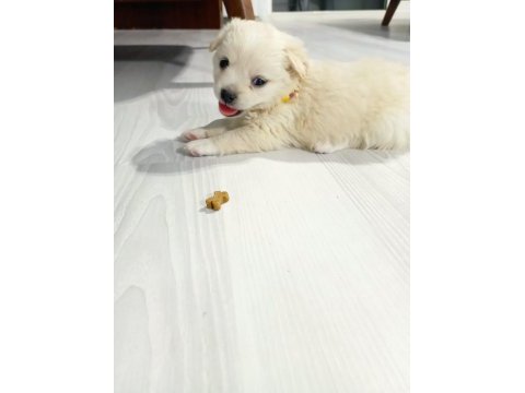 Yavrular yeni yuvalarını arıyor terrier
