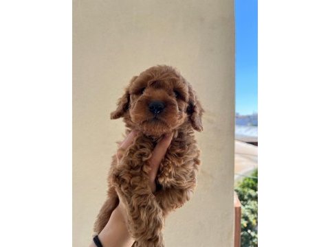 A kalite toy poodle