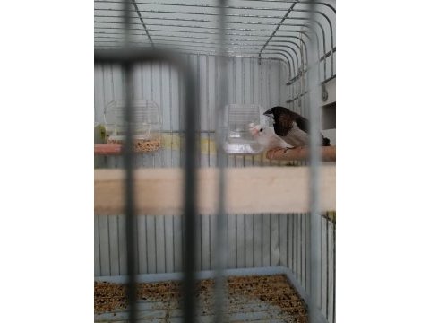 Takım bengal finch daha önce yavru alındı