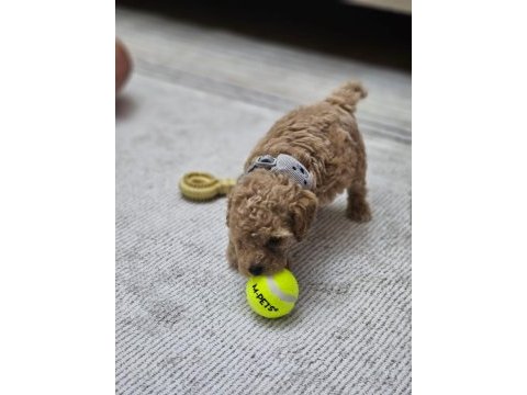 Toy poodle 3 aylık