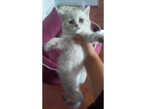 British shorthair dişi yavrular