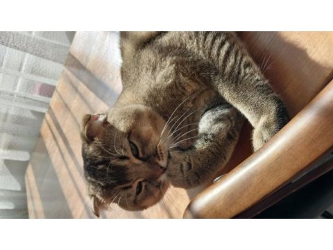 Scottish fold kedisi acil satılık