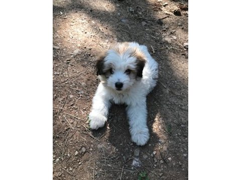 3 aylık terrier yavru
