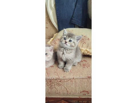 British shorthair erkek dişi yavrular