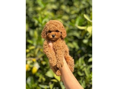 Safkan toy poodle yavrular