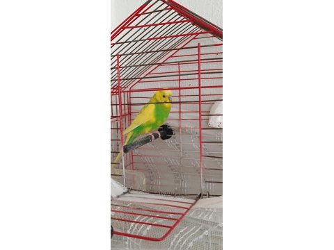 Erkek muhabbet kuşu