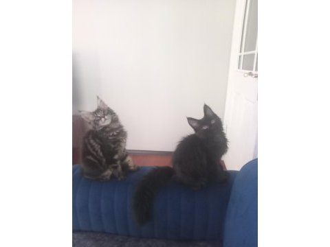 Orijinal safkan maine coon bebekler aileye uygun
