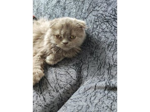 Scottish fold ve iran persian kırması