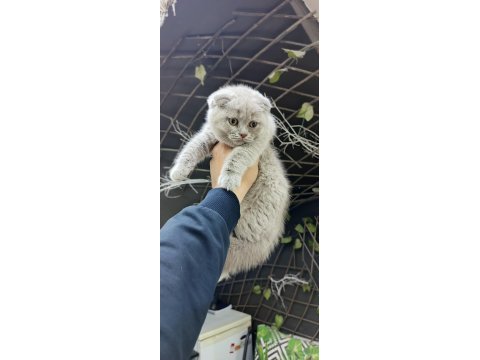 Kedilerimiz yeni yuvalarına gitmeye hazırlar