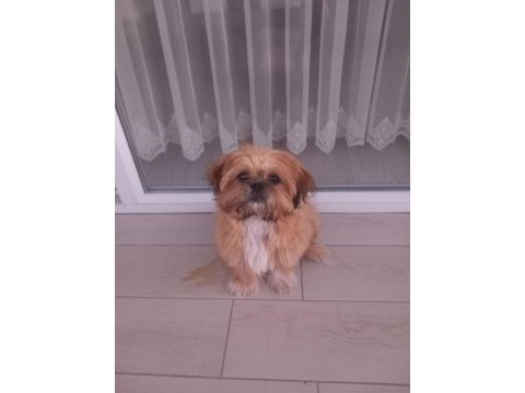 Güzellik sevimli ve bağımlılık abidesi köpeğimiz